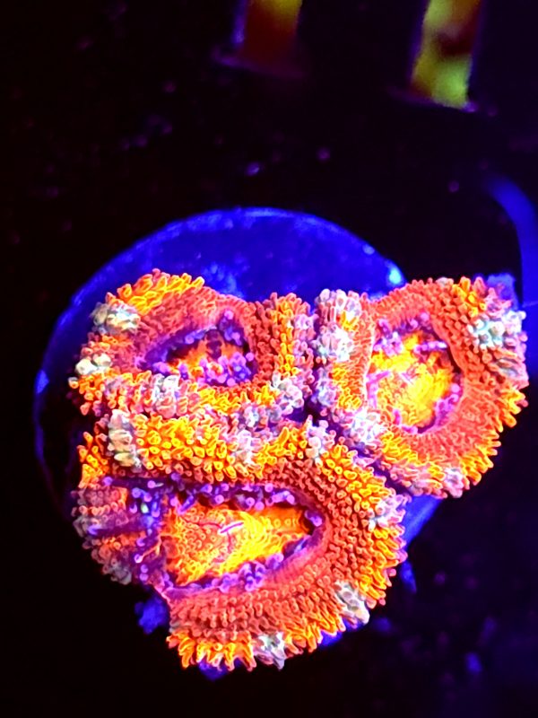 SBB "Jungle Tiger" Acan 3 Heads