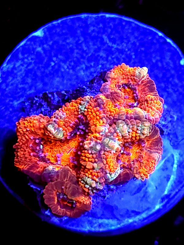 SBB "Jungle Tiger" Acan 3 Heads + Baby