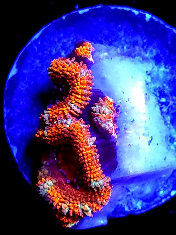 SBB "Mystery Signature" Acan 2 Heads + 3 Babies