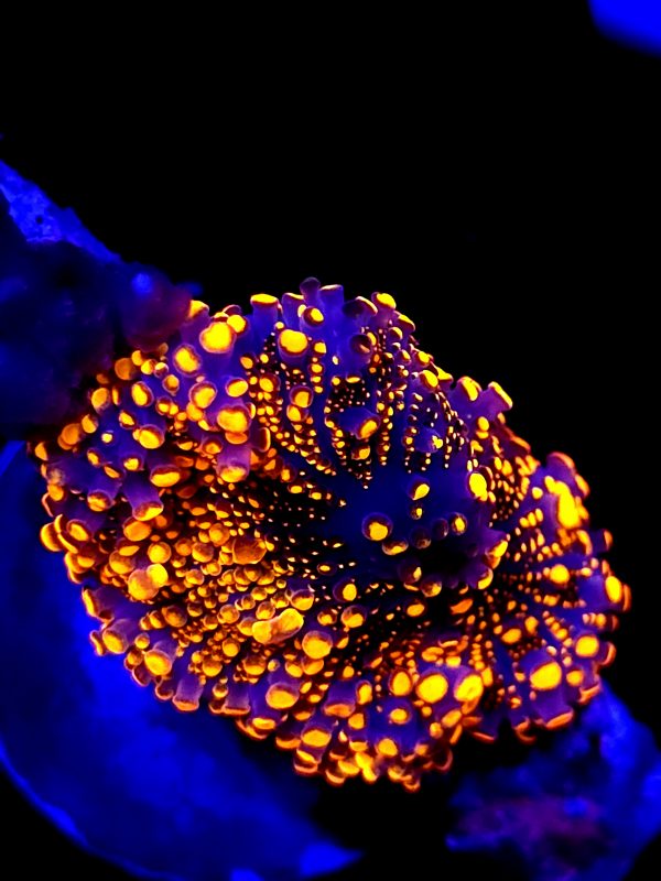 SBB "King Kong" Mushroom Large