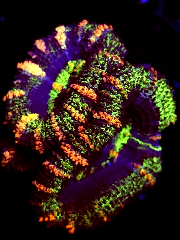 SBB "Ape Planet" Acan 2 Heads + Baby