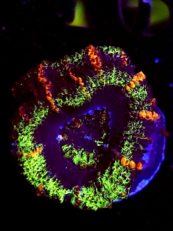 SBB "Mystery Signature" Acan 2 Heads