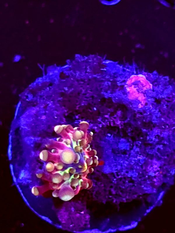 SBB "Copper Galaxy" Mushroom Tiny