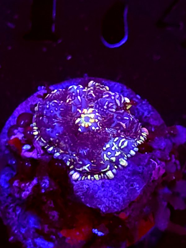 SBB "Xcaliber" Mushroom Small