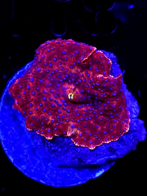 SBB "Super Blue Dots" Mushroom Large