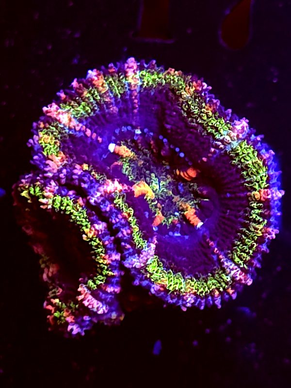 SBB "Moon Melon" Acan 2 heads