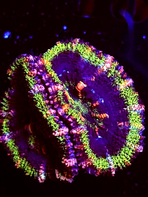 SBB "Moon Melon" Acan 2 heads