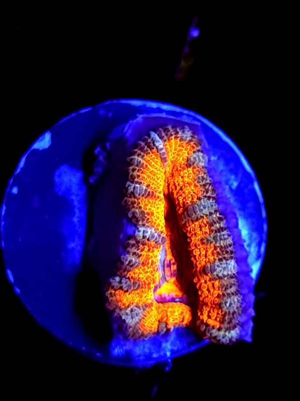 SBB "Orange Jewel" Acan 1 Head