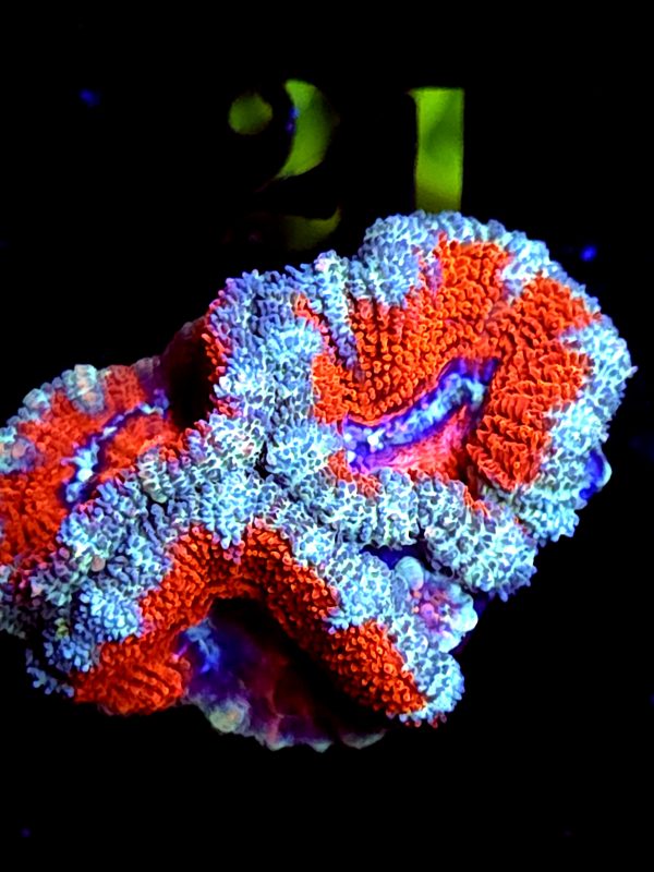 SBB "Rainbow Taffy" Acan 3 heads