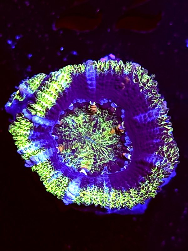 SBB "Mystery Signature" Acan 1 Head + Baby