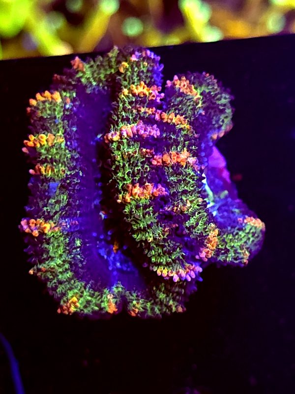 SBB "Blazing Amber" Acan 1 Head