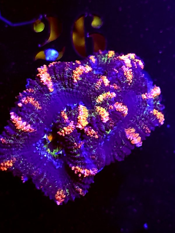 SBB "Blazing Amber" Acan 2 Head