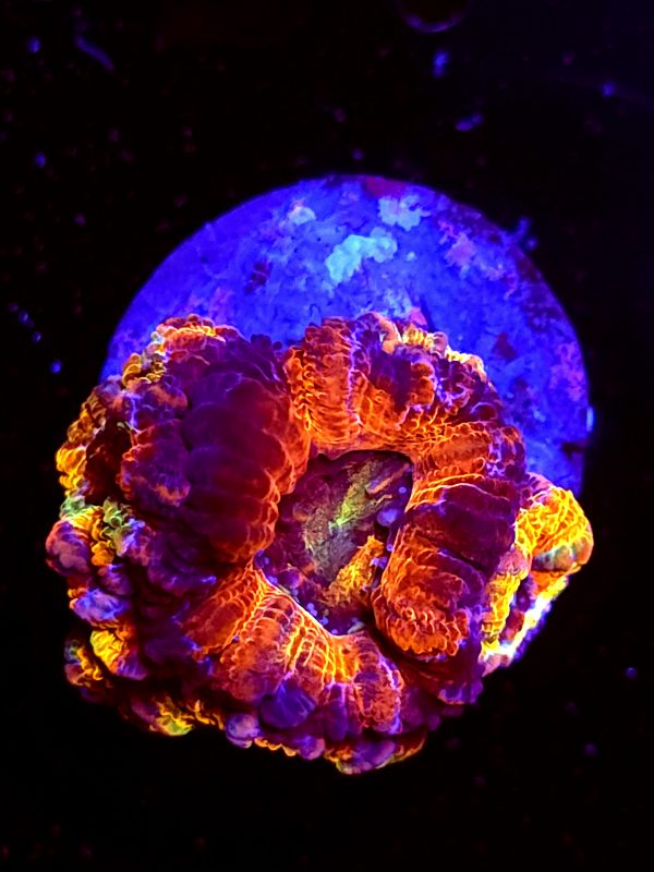 SBB "Fun Dip" Acan 2 Heads + Babies
