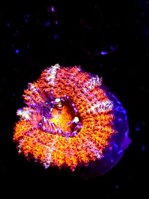 SBB "Solar Rainbow" Acan 1 Head