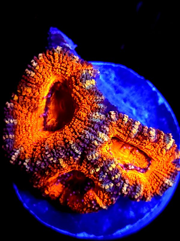 SBB "Mystery Signature" Acan 3 Heads
