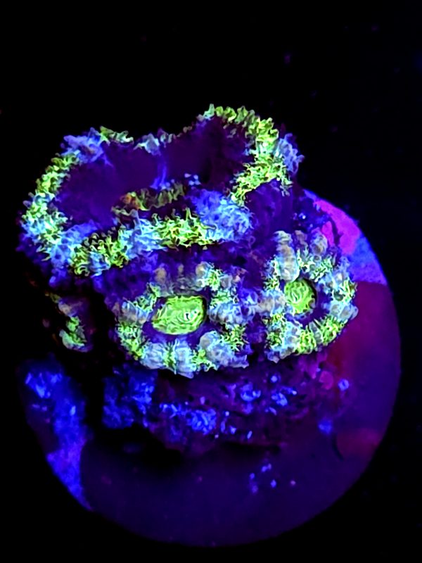 SBB "Glacial Grape" Acan 1+ Heads