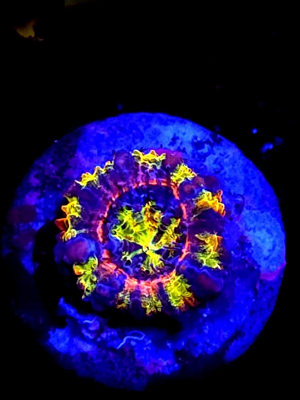 SBB "Fruit Rollup" Acan 1 Head