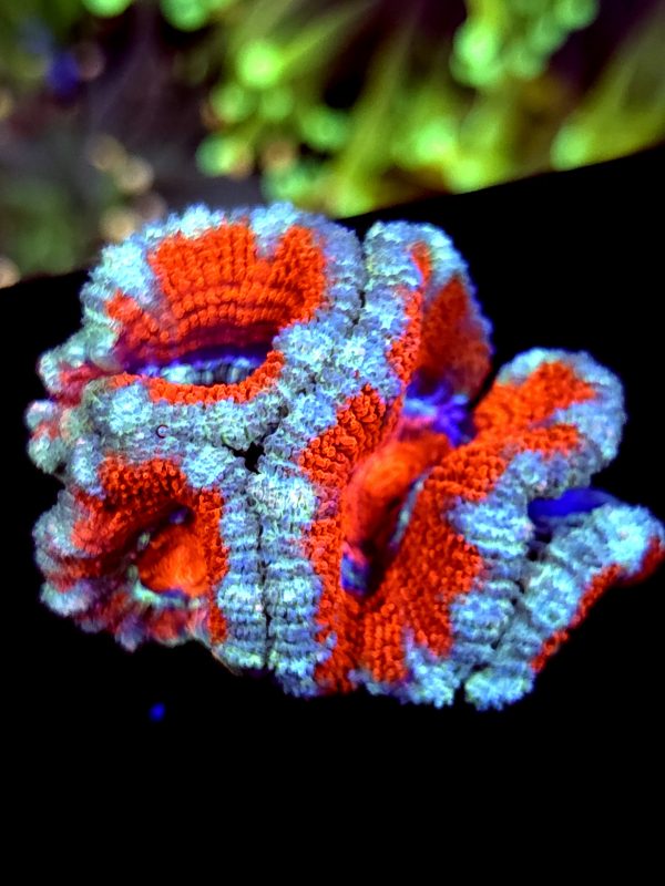 SBB "Rainbow Taffy" Acan Multiple Heads