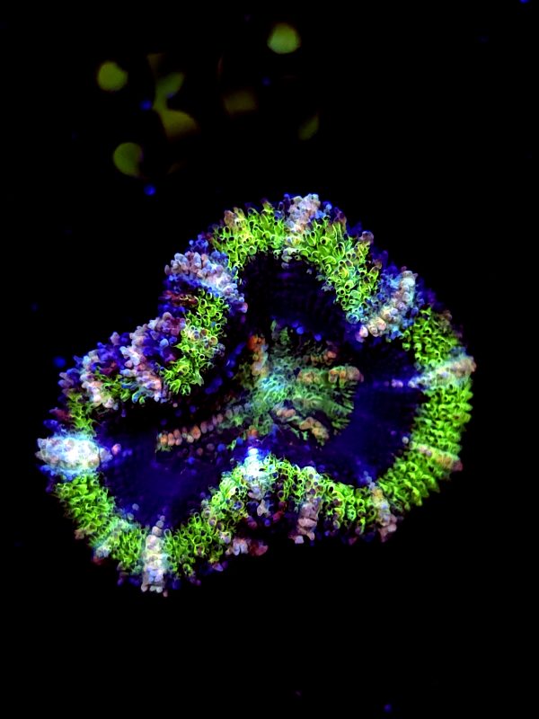 SBB "Evil Eyes" Acan 1 Head + babies