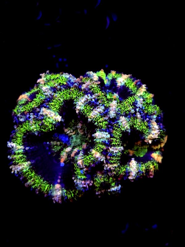 SBB "Mystery Signature" Acan Mini Colony