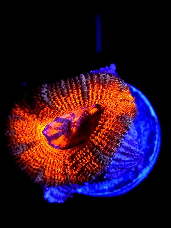 SBB "Orange Jewel" Acan 1 Head