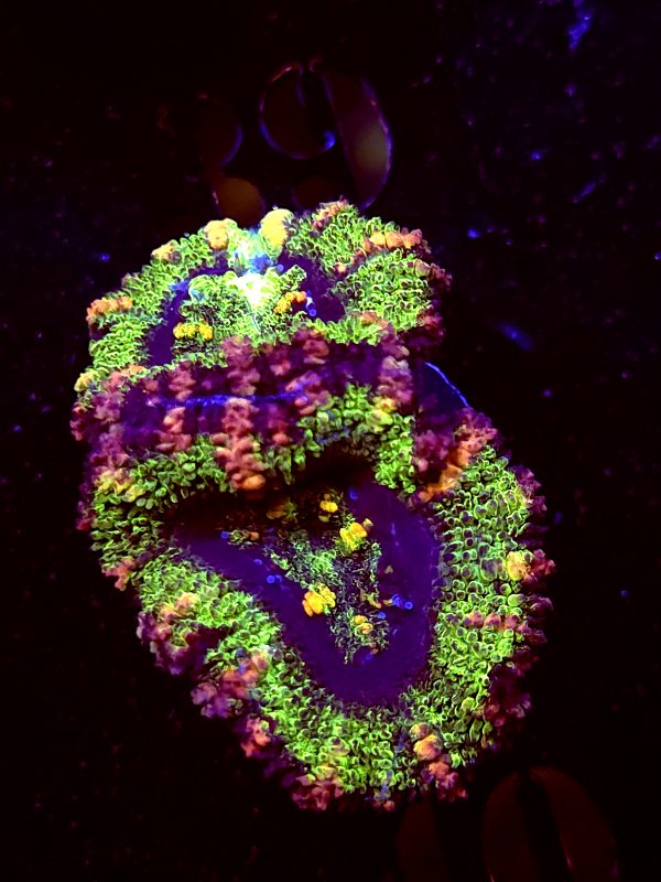 SBB "Solar Burn" Acan 2 Heads