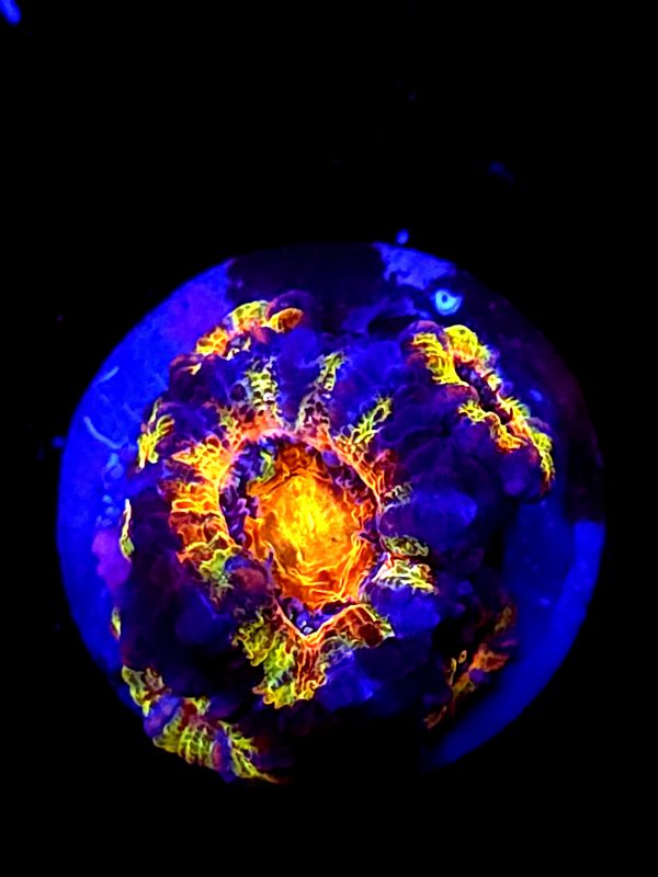 SBB "Fruit Rollup" Acan 1 Head + babies