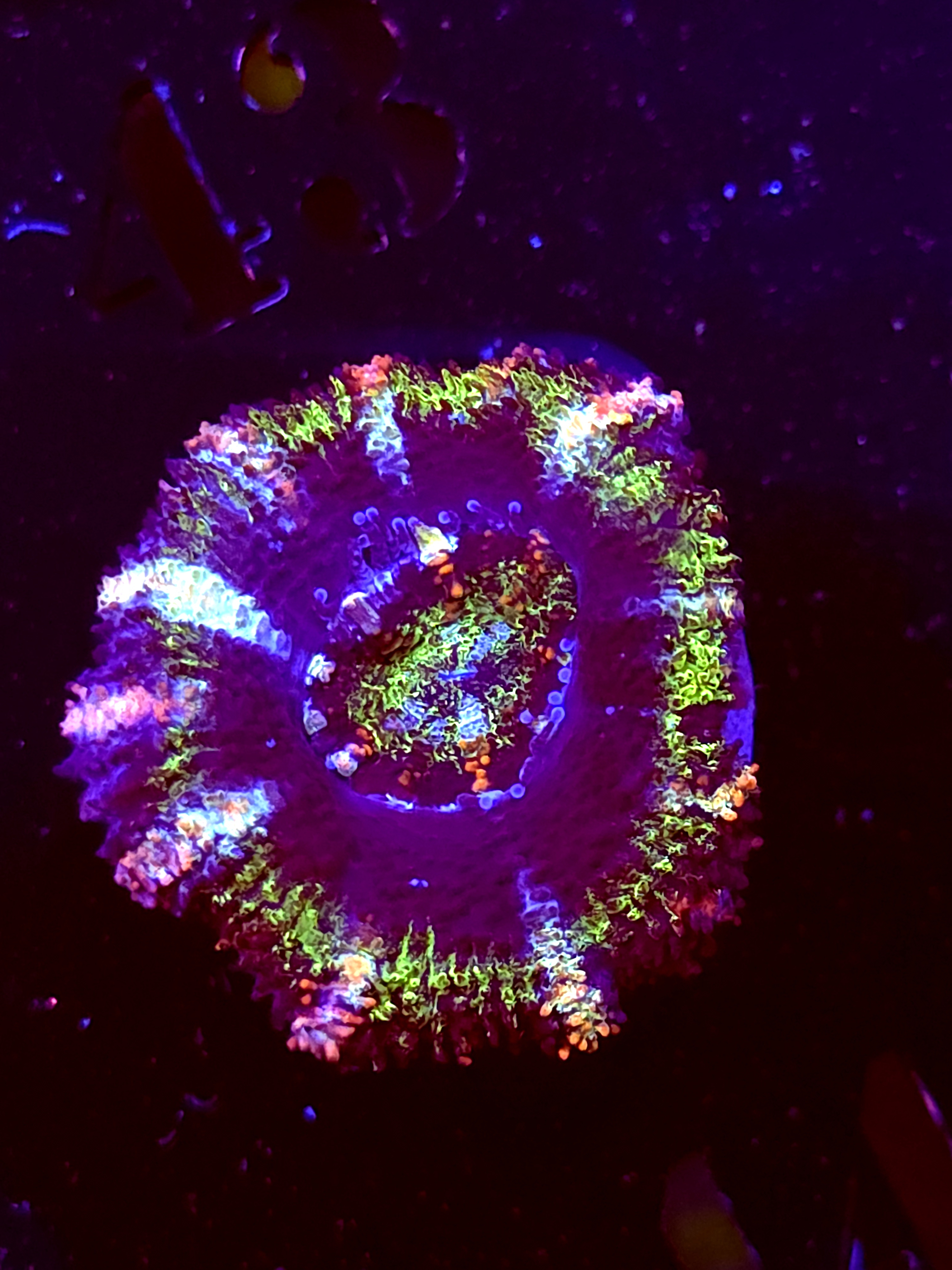 SBB "Mystery Signature" Acan 1 Head