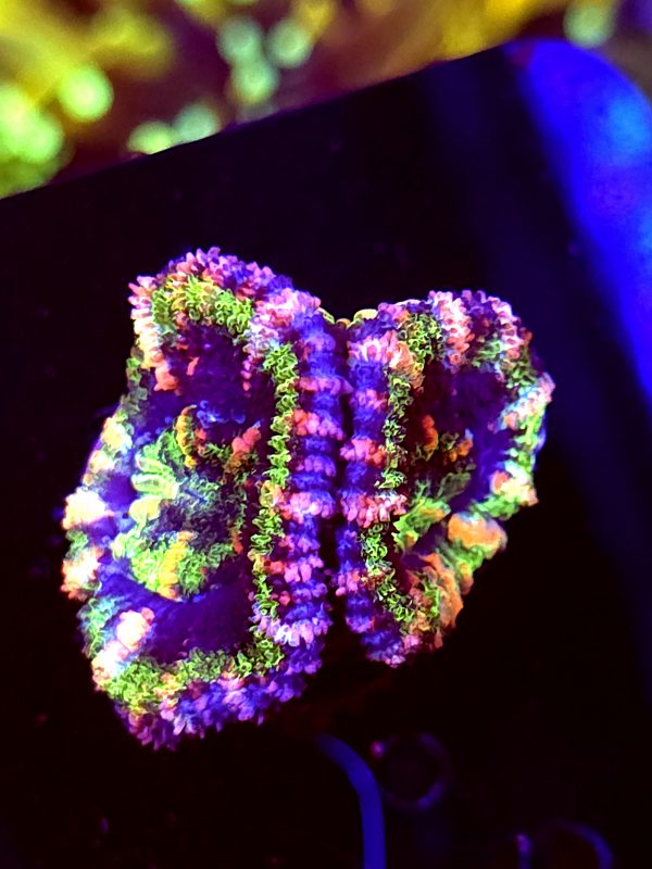 SBB "Moon Melon" Acan 2 heads