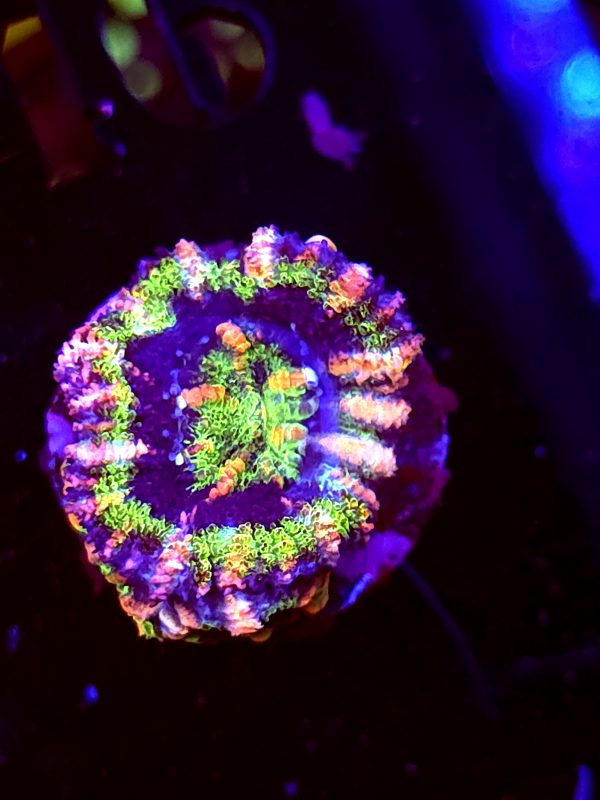 SBB "Mystery Signature" Acan 1 Head + 2 Babies