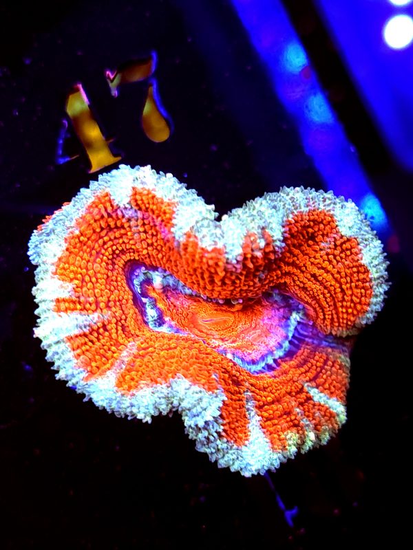 SBB "Rainbow Taffy" Acan 1 Head + Baby