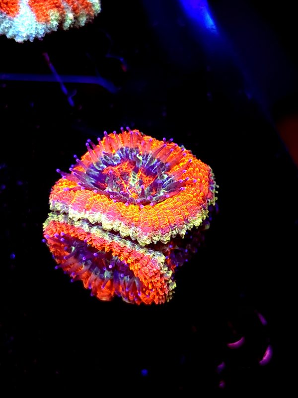 SBB "Dragon Ruby" Acan 2 Heads