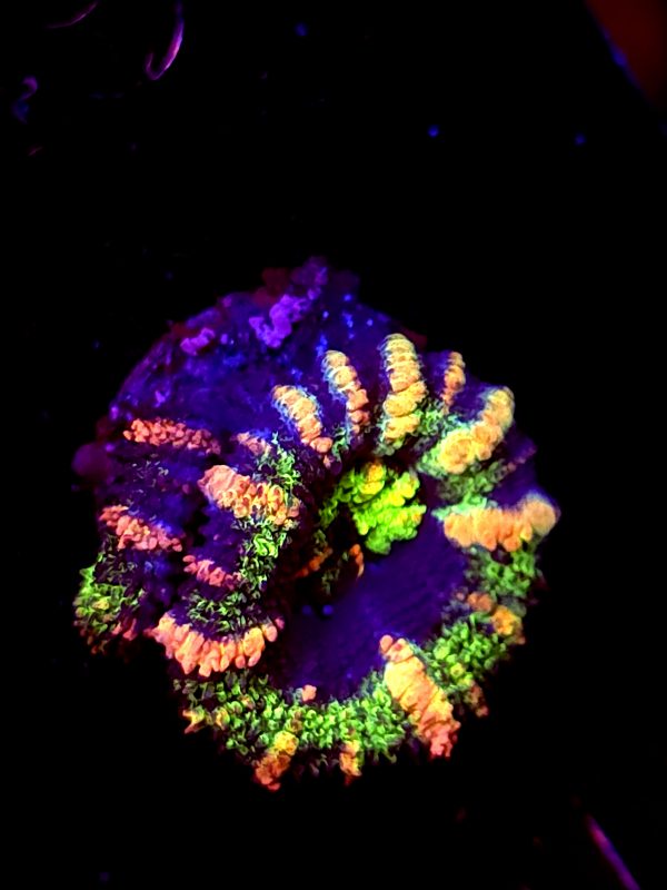 SBB "Ape Planet" Acan 2 Heads