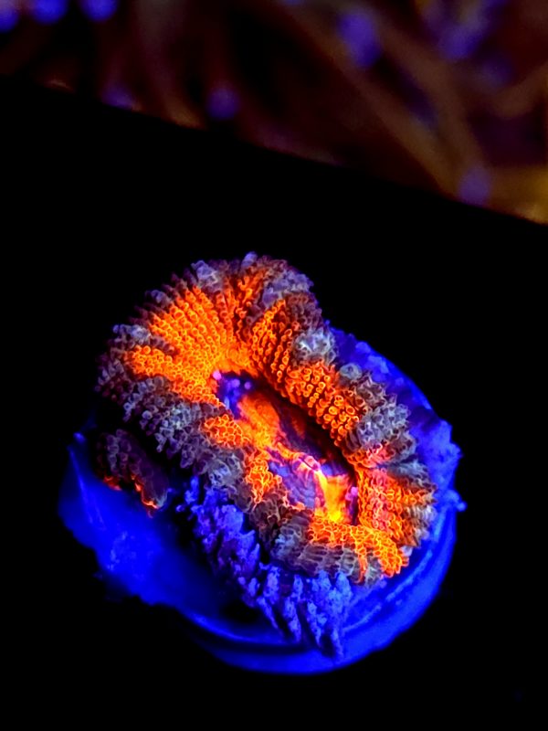 SBB "Mystery Signature" Acan 1 Head