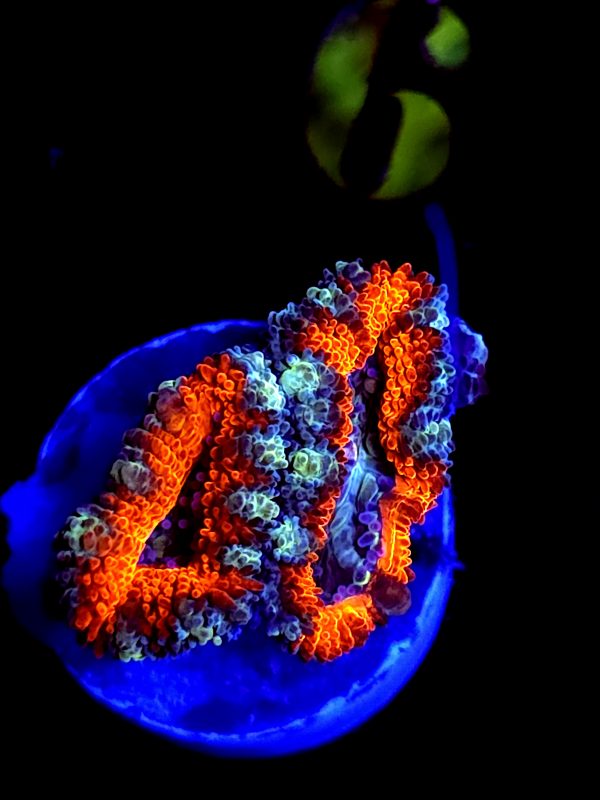 SBB "Jungle Monkey" Acan 2 Heads