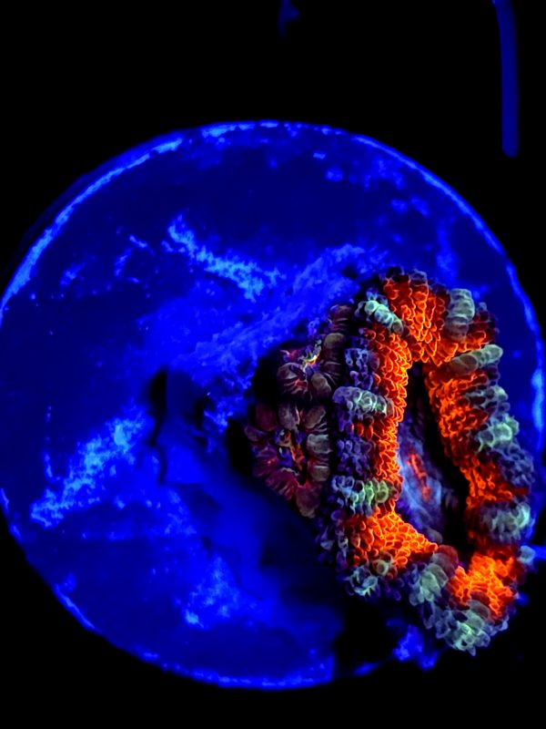 SBB "Jungle Monkey" Acan 1 Head