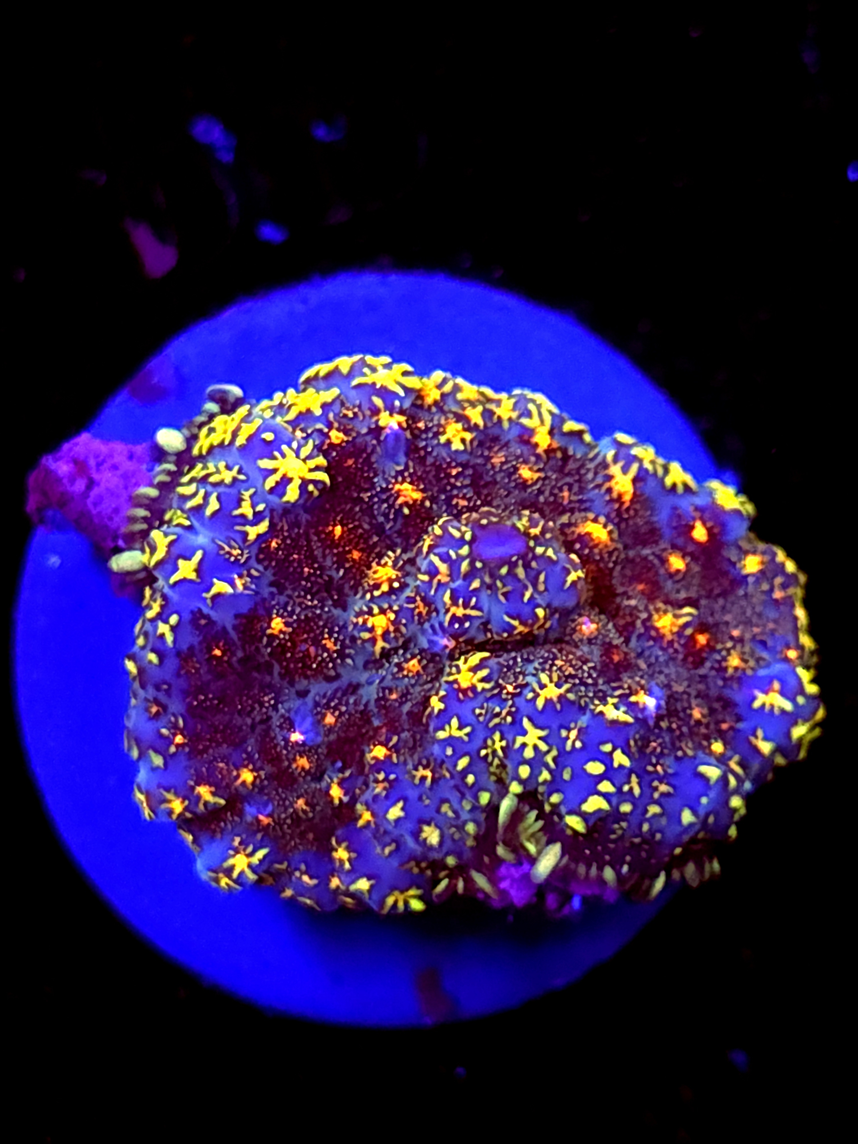 SBB "Ninja Turle" Mushroom Large