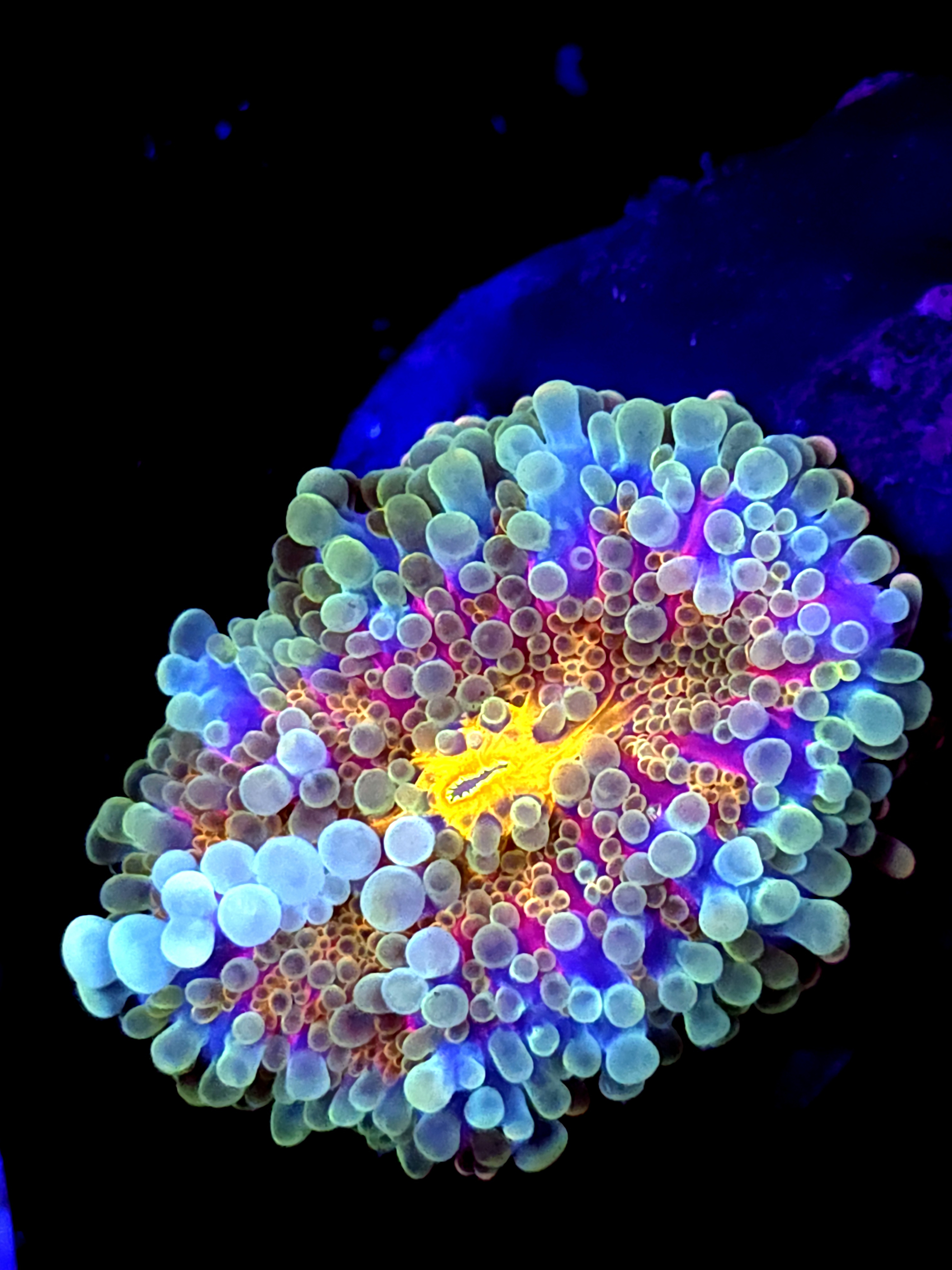 SBB " Bubble Storm" Mushroom Large