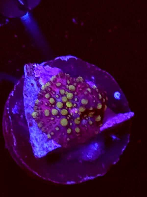 SBB "Pastel Neptune" Mushroom Small