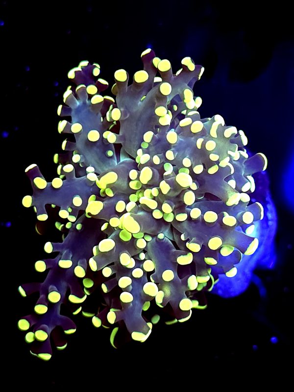 SBB " Kermit the Frog" Frogspawn