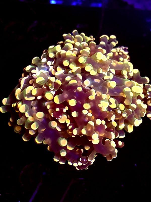 SBB " Princess Peach" Frogspawn