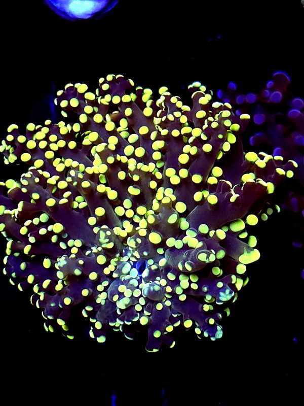 SBB " Kermit the Frog" Frogspawn