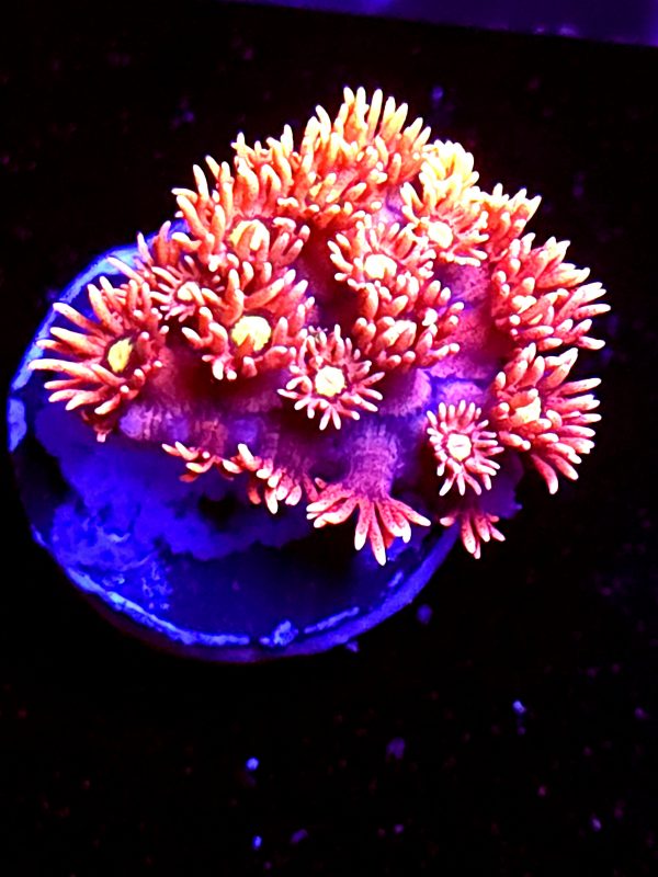 SBB "Piro Nova" Goni