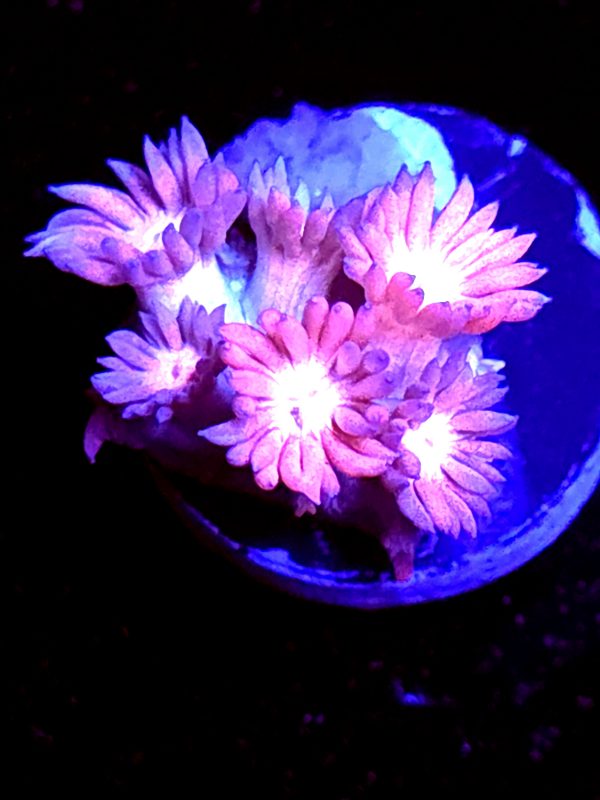 SBB "Amber Ice" Goni Tiny