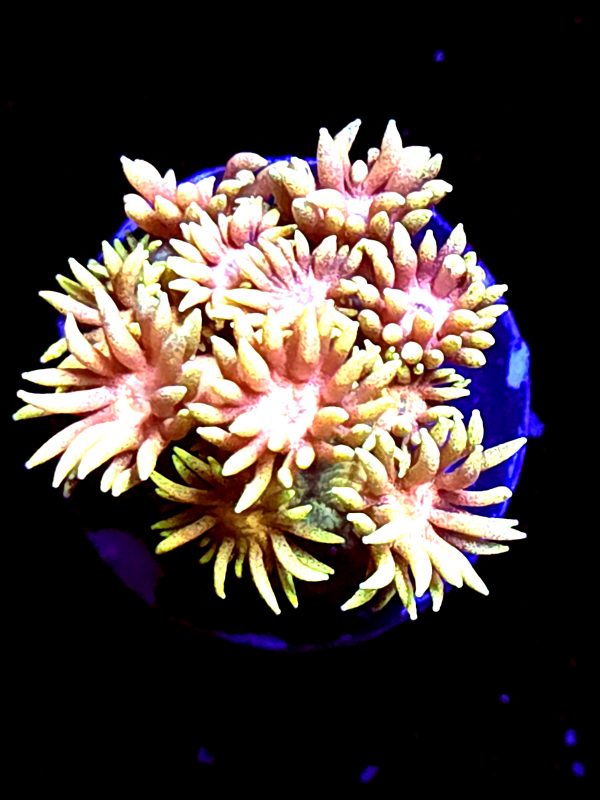 SBB "Lave Petal" Goni Tiny