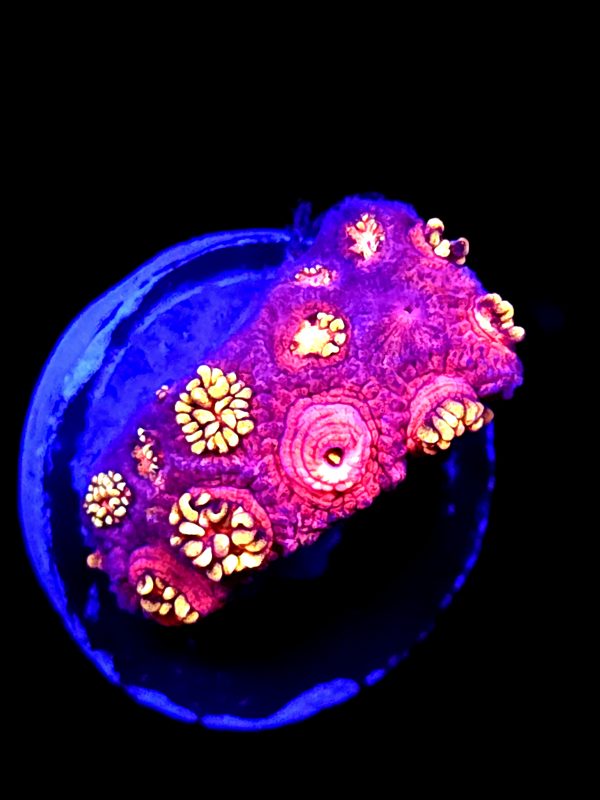 SBB "Bubble Pals" Goni