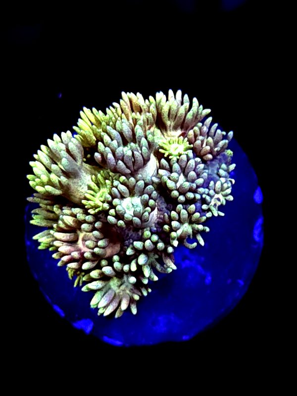 SBB "Glowey Flowey" Goni Medium