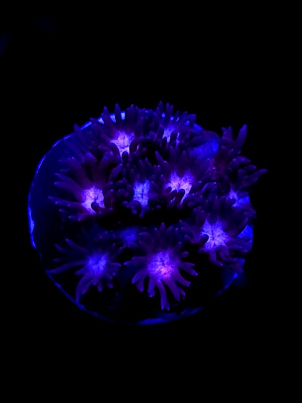 SBB "Fizzle Sizzle" Goni Medium