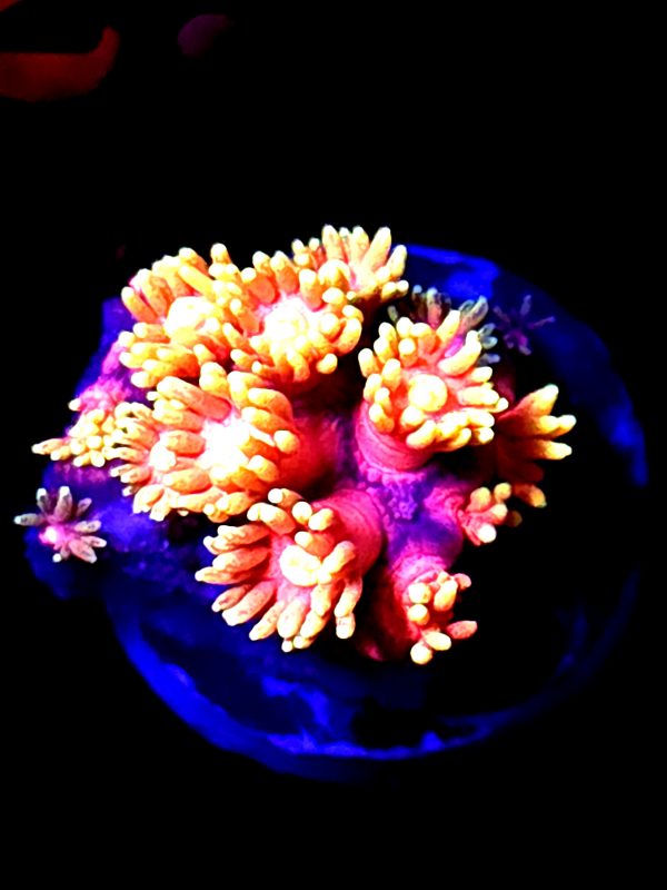 SBB "Bubble Pals" Goni