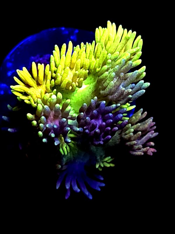 SBB "Glow Heart" Goni Crazy Rainbow